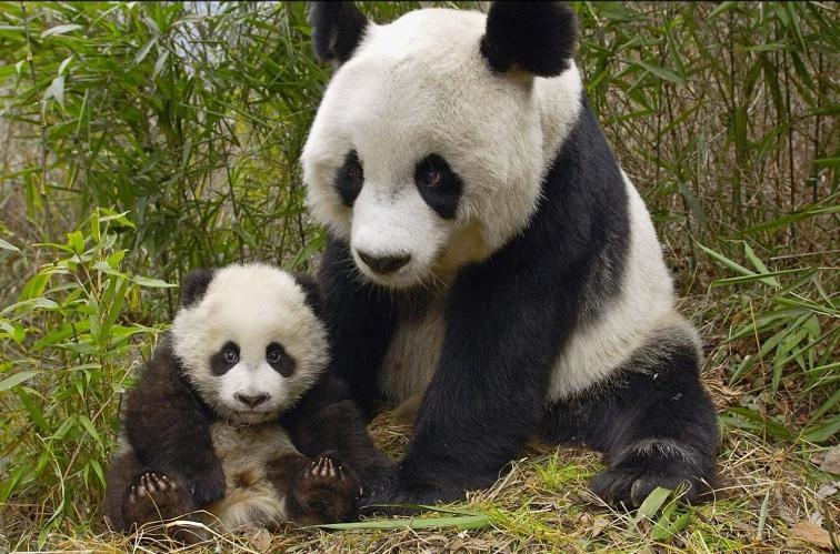 Gite Souai Et Zen , 5 Mn Du Zooparc De Beauval Saint-Aignan  Bagian luar foto
